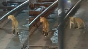 भनवारटंक टनल में पटरी पर दौड़ा तेंदुआ! ट्रेन के गार्ड ने मोबाइल में कैद किया VIDEO, सोशल मीडिया पर मचा हड़कंप
