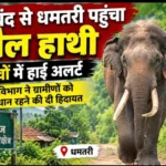 Dhamtari Elephant Alert: दंतैल हाथी की एंट्री, 10 गांवों में अलर्ट, आबादी क्षेत्र की ओर बढ़ने का खतरा
